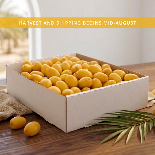 Organic Yellow Barhi Dates (Khalal Barhi Dates)