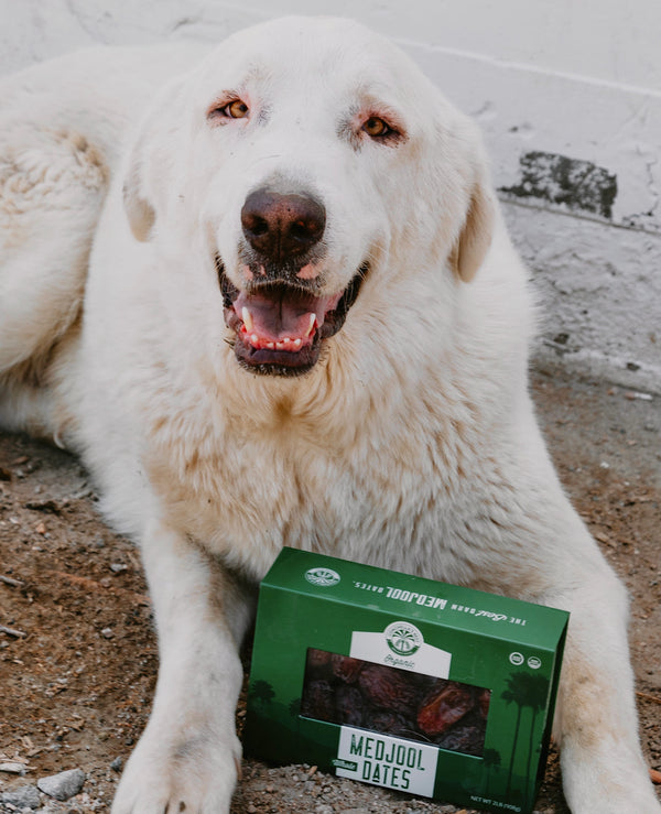Can My Dog Eat Dates?