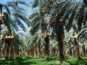 date farm