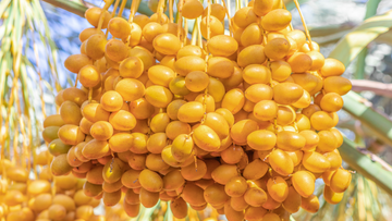 All About Yellow Barhi Dates