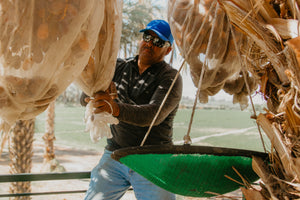 Harvesting Medjool Dates