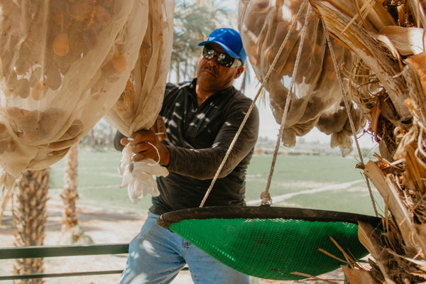 Harvesting Medjool Dates