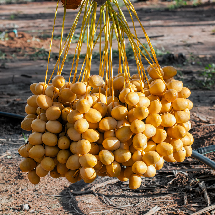 Organic Yellow Barhi Dates (Khalal Barhi Dates)