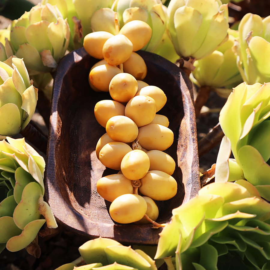 Organic Yellow Barhi Dates (Khalal Barhi Dates)