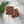 Organic Pitted Medjool Dates Box