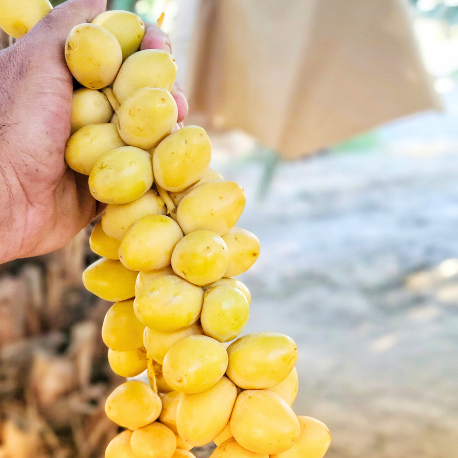 Organic Yellow Barhi Dates Khalal Barhi Dates Coachella s Best Dates organic-yellow-barhi-dates-khalal-barhi-dates-coachella-s-best-dates