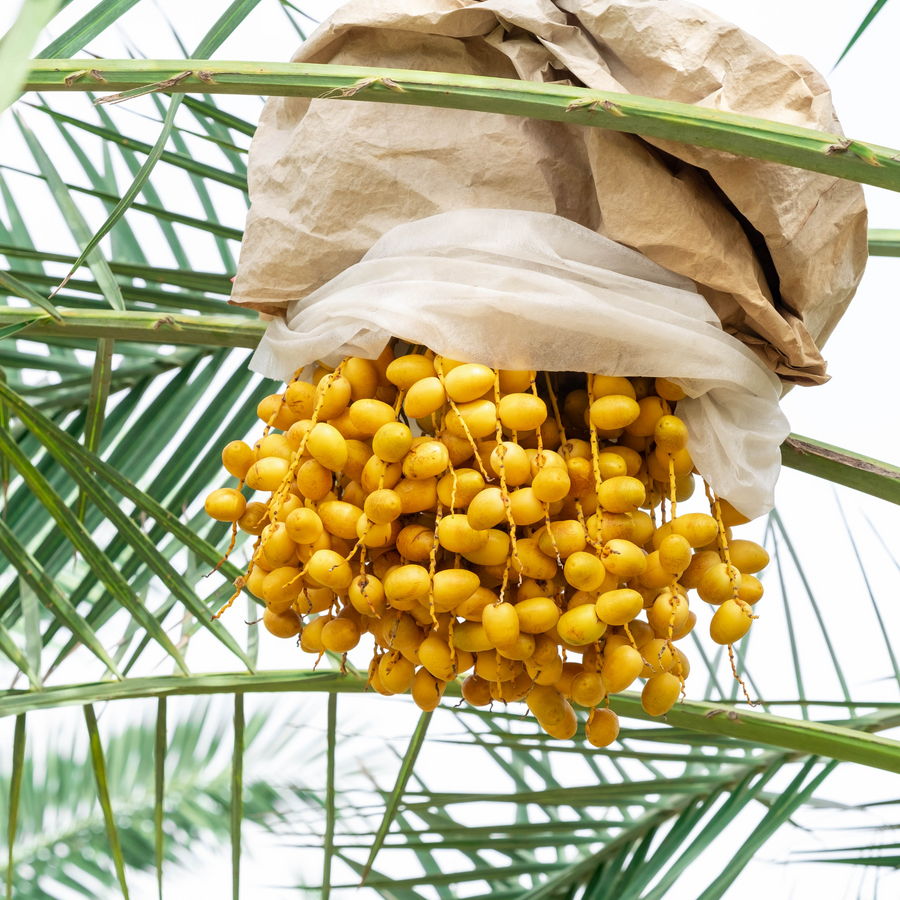 Organic Yellow Barhi Dates (Khalal Barhi Dates)