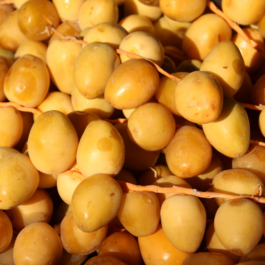 Organic Yellow Barhi Dates Khalal Barhi Dates Coachella s Best Dates organic-yellow-barhi-dates-khalal-barhi-dates-coachella-s-best-dates