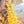 Load image into Gallery viewer, Organic Yellow Barhi Dates - Coachella&#39;s Best Organic Dates
