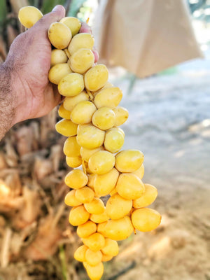 Organic Yellow Barhi Dates - Coachella's Best Organic Dates